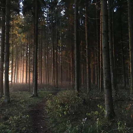 アパート Forest With Sauna In