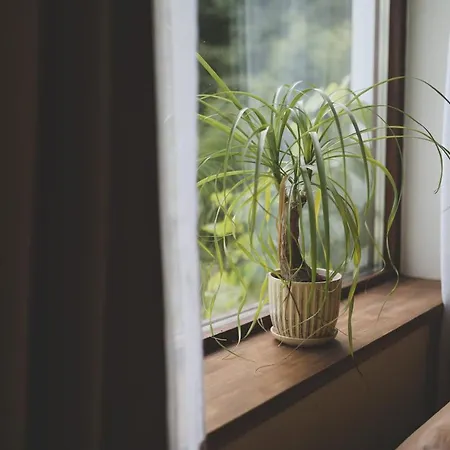 Forest With Sauna In アパート タルトゥ